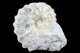 Cut/Polished Calycoceras Ammonite (Half) - Texas #93548-1
